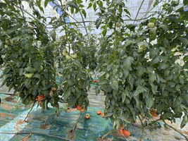 Thrips sur culture de tomates sous abri